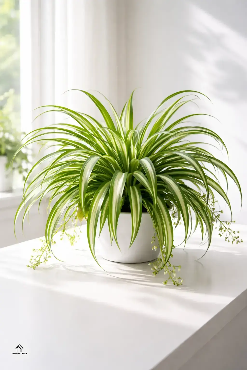 Spider Plant: The Kid-Friendly Air Freshener